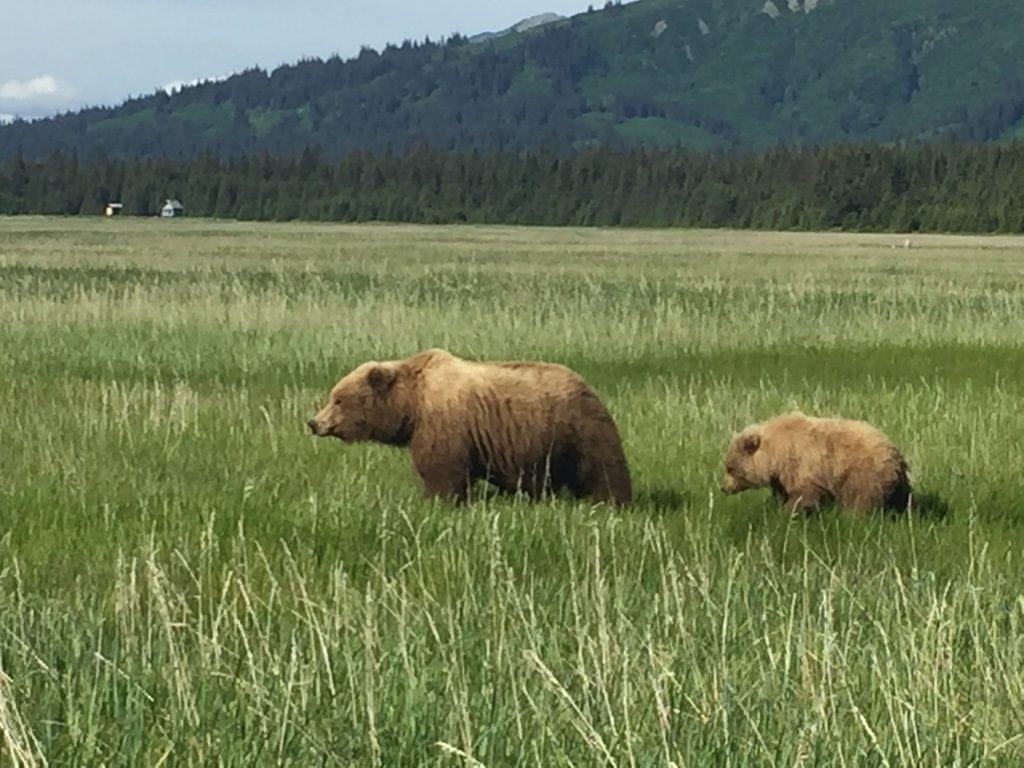 Bear mom and cub Lake Clark National Park - Cindy Grisdela